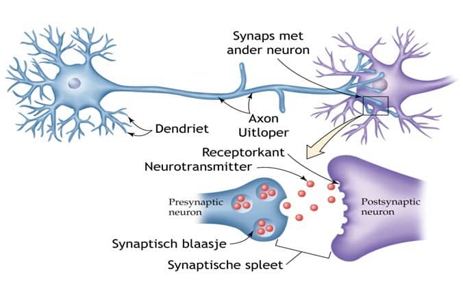 Neurotransmitter